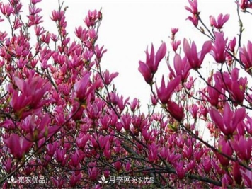 中国辛夷之乡，带你看看什么是南阳南召辛夷花