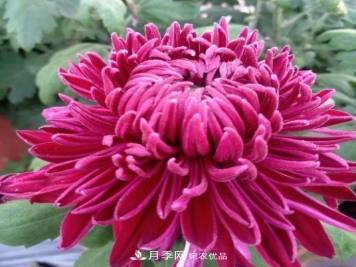 南阳镇平国明盆栽菊花基地