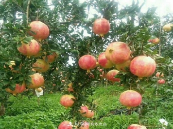 淅川软籽石榴千亩基地