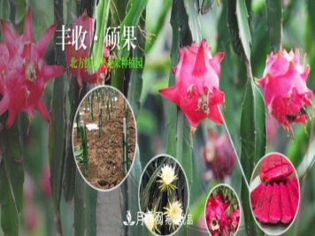 河南南阳红心火龙果苗批发