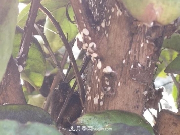 紫薇叶片蒙上一层“煤油”？罪魁祸首是它