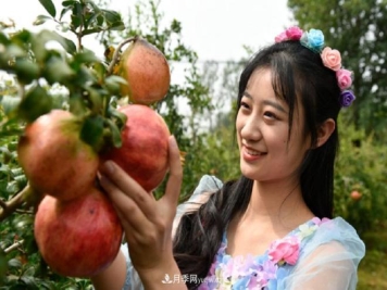 南阳方城县：石榴为媒推动乡村旅游发展