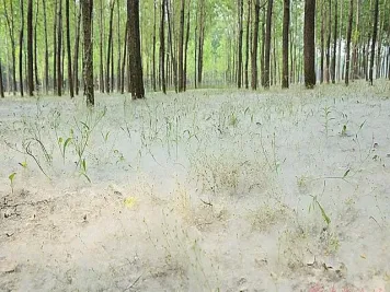 白杨树苦不堪言？怀念以前的枫杨和水沙树