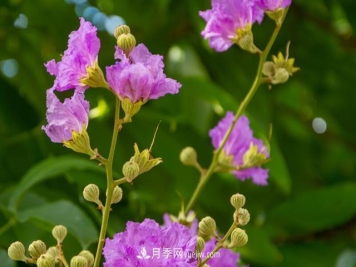 大花紫薇（佛泪花）