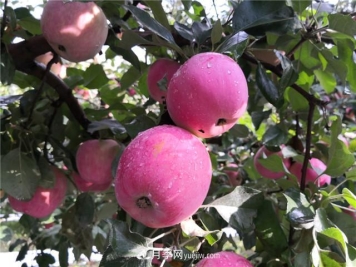 第七届新疆特色果品（阿克苏）交易会17日举行