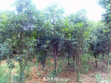 桂花树最适宜采用这两种方法繁殖，易操作，成活率高