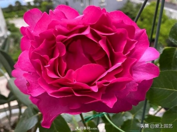 无伊芙不月季，哪种伊芙月季最值得入手？