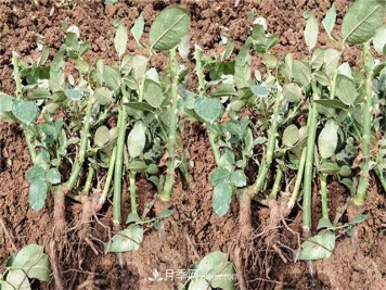 南阳月季苗工程采购优品？盆栽小苗、裸根月季苗价格