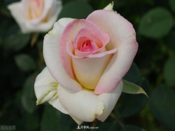 月季花摄影——月月都是开花季