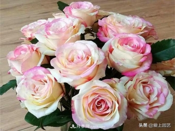 热门月季品种已经看腻了，不妨养几棵小众月季换个风景