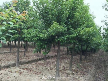南阳淅川县五角枫大叶女贞苗木种植合作社