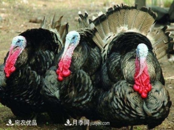 河南南阳珍禽火鸡养殖合作社批发