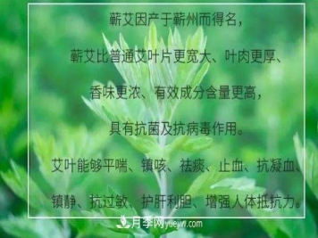 湖北蕲春县种植小艾草大效益 蕲艾产业年产值十亿元