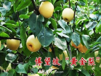 方城县博望镇国外女翻译回国帮公婆种黄金梨