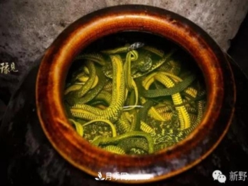 南阳市新野县沙堰镇朱令善 养蛇走上富裕路