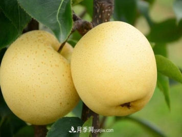 方城县博望镇 黄金梨依靠电商销售达7成