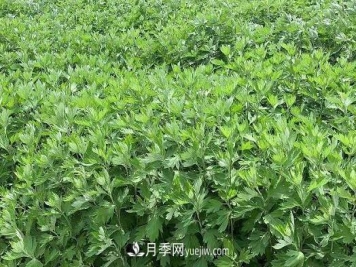 南阳的艾叶和艾草是同一种植物吗？