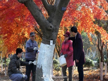 冬季园林绿化树木刷白仅仅是为了好看吗？