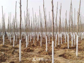 绿化苗木什么时间涂白效果最好，有哪些基本要求