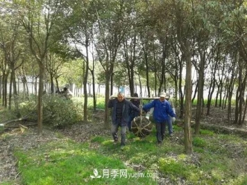 河南苗木人再不求变，终将被高昂的人工成本拖垮