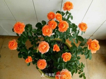 四种对光照要求高的月季花，适合放在北阳台