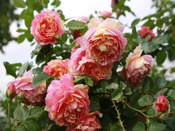 养月季并不难，做好防虫和施肥就足够了