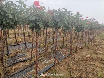 把握好冬季苗木防治病虫害，来年苗木生长更旺