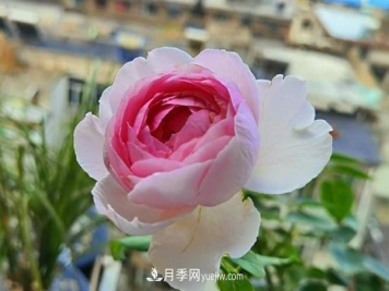 被称作“最美最香”的月季花，花型超大，你知道是哪个品种吗