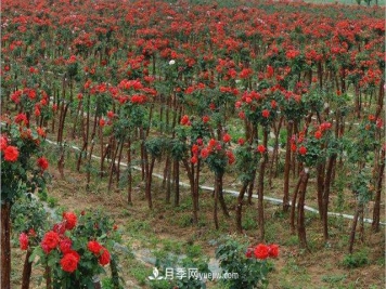 新乡获嘉县高秆月季销售旺助农增收