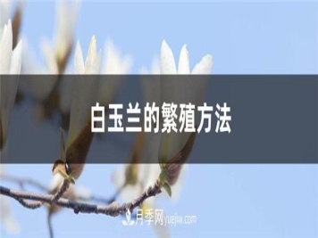 南阳白玉兰苗木的繁殖方法