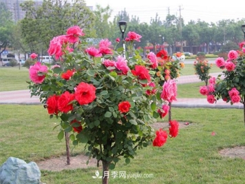 现代月季在园林绿化景观中的应用！园林人必看！