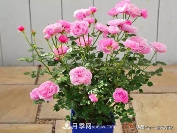 5种微型月季，好养又好看，是阳台盆栽月季佳品