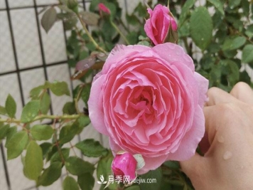 适合在北向阳台养的5个月季品种，轻松开花