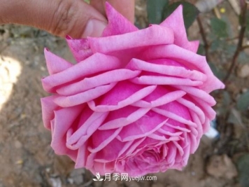 10款月季花，花比拳头大，随便一棵就能长一院子