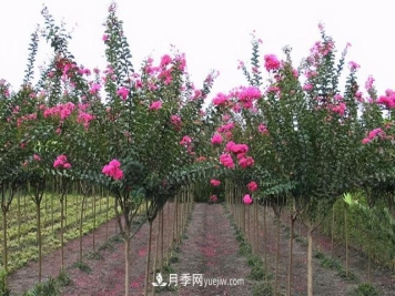 南阳紫薇树的修剪方法