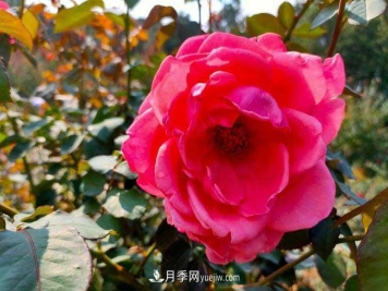 《七绝·月季花》月月飘香月月红，丹葩弄影笑秋风