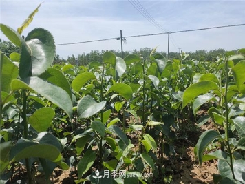 桃树苗梨树苗批发，南阳天宸果树苗木基地