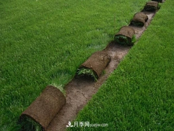 绿化草坪早熟禾和哪些草坪混播效果最好，混播的优势