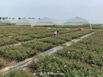 亩换算成平方米是多少？一亩三分地月季说的是什么意思？