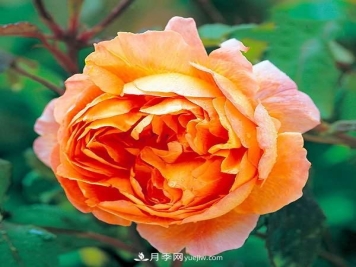 热销的8种月季花，没养的都后悔了！