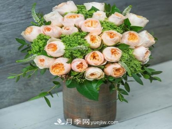 切花月季的十个养护技巧，全了