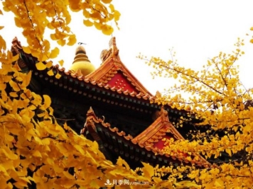 600岁&amp;quot;主播&amp;quot;上热搜：从故宫直播看苗木行业发展