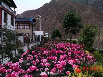 河口月季园，陇南花街村——甘肃文县尖山乡河口新村发展侧记