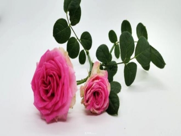 月季灌小伊介绍