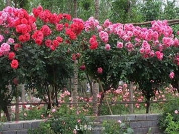 你见过大树上面开月季花吗？一棵卖几百上千，还不够卖