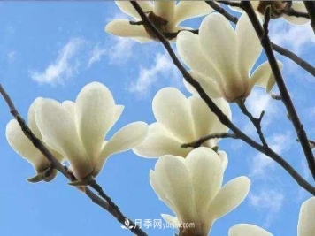 白玉兰花期有多久，花期如何管理？