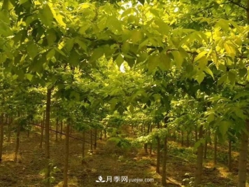 金叶复叶槭养护中，注意“一病一虫”