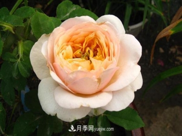 适合做盆栽的月季有哪些你知道吗？