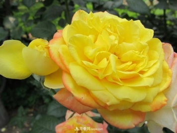 和平之花——和平品种系列月季花