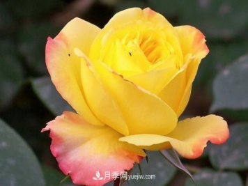 和平月季的来历